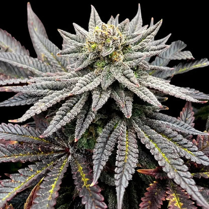 Super Menthol Haze Feminisiert Saatgut – TerpyZ Mutant Genetics Samen als Sammlerobjekt – Highdelberg Seeds Heidelberg (18+)