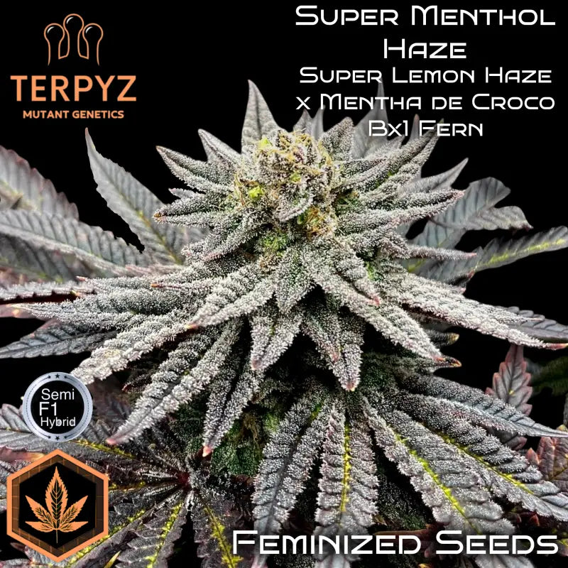 Super Menthol Haze Feminisiert Saatgut – TerpyZ Mutant Genetics Samen als Sammlerobjekt – Highdelberg Seeds Heidelberg (18+)