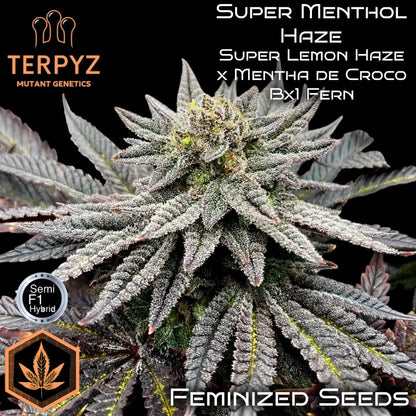 Super Menthol Haze Feminisiert Saatgut – TerpyZ Mutant Genetics Samen als Sammlerobjekt – Highdelberg Seeds Heidelberg (18+)