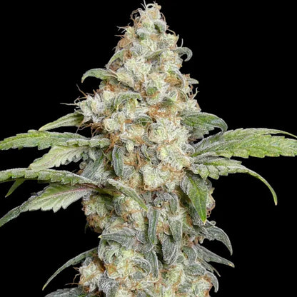 Zitro Feminisiert Saatgut – TerpyZ Mutant Genetics Samen als Sammlerobjekt – Highdelberg Seeds Heidelberg (18+)