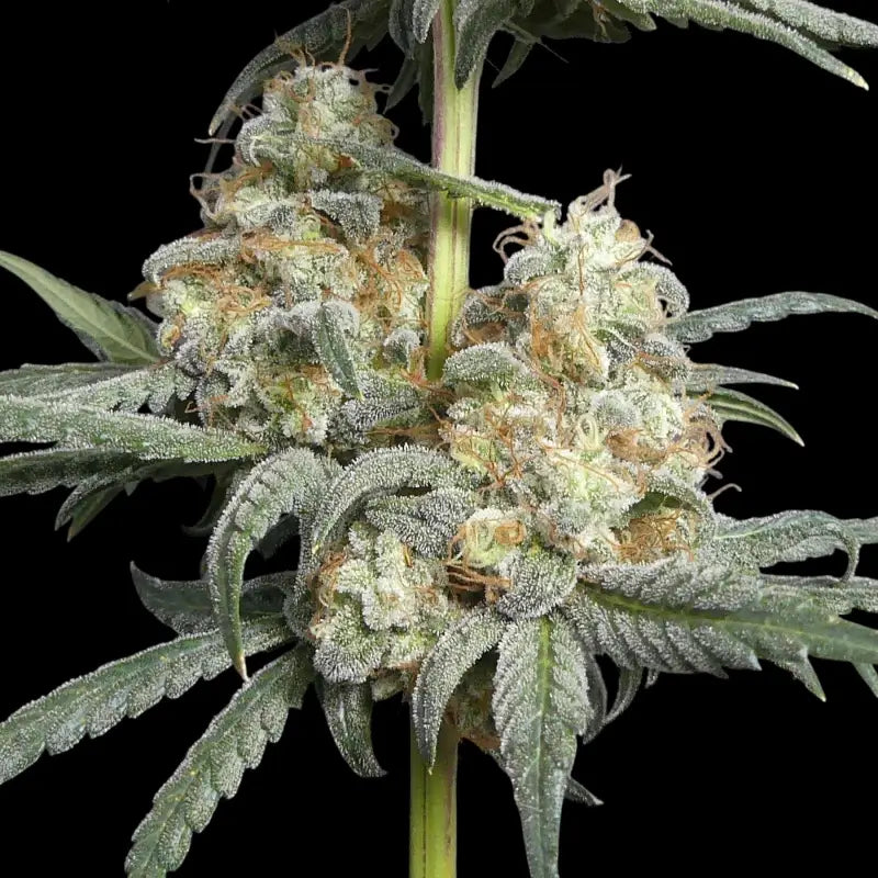Zitro Feminisiert Saatgut – TerpyZ Mutant Genetics Samen als Sammlerobjekt – Highdelberg Seeds Heidelberg (18+)