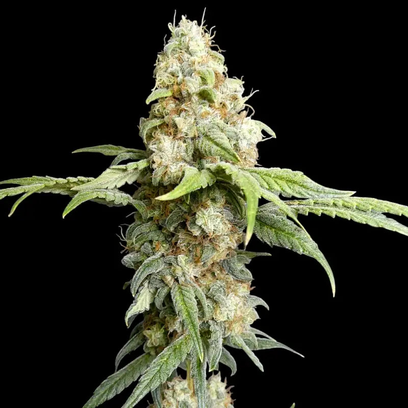 Zitro Feminisiert Saatgut – TerpyZ Mutant Genetics Samen als Sammlerobjekt – Highdelberg Seeds Heidelberg (18+)