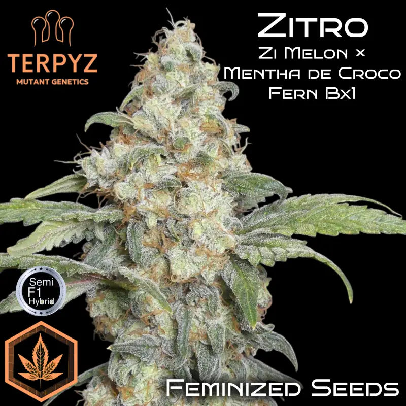 Zitro Feminisiert Saatgut – TerpyZ Mutant Genetics Samen als Sammlerobjekt – Highdelberg Seeds Heidelberg (18+)