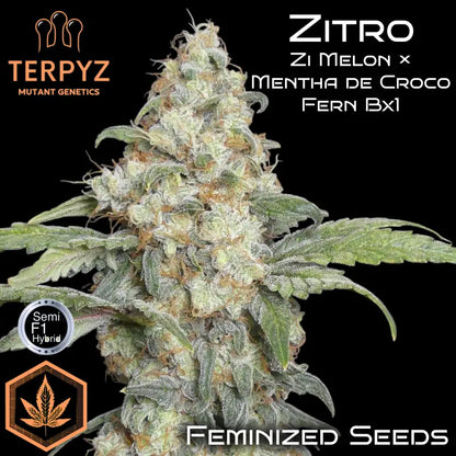 Zitro Feminisiert Saatgut – TerpyZ Mutant Genetics Samen als Sammlerobjekt – Highdelberg Seeds Heidelberg (18+)