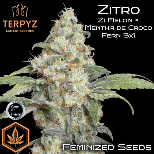 Zitro Feminisiert Saatgut – TerpyZ Mutant Genetics Samen als Sammlerobjekt – Highdelberg Seeds Heidelberg (18+)