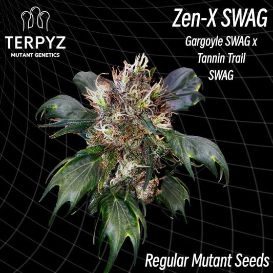 Zen-X Swag Regelmäßig Saatgut – TerpyZ Mutant Genetics Samen als Sammlerobjekt – Highdelberg Seeds Heidelberg (18+)