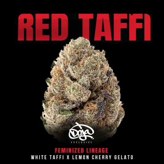 Red Taffi Feminisiert Saatgut – Doja Pak – Sammlerobjekt Highdelberg Seeds