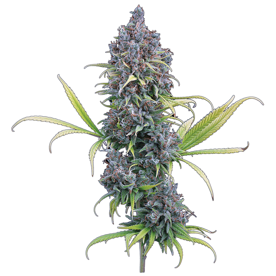 Durban Thai x C99 Feminisierte Samen – Brothers Grimm Seeds – Brothers Grimm Seeds | Highdelberg Seeds