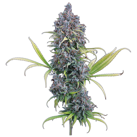 Durban Thai x C99 Feminisierte Samen – Brothers Grimm Seeds – Brothers Grimm Seeds | Highdelberg Seeds