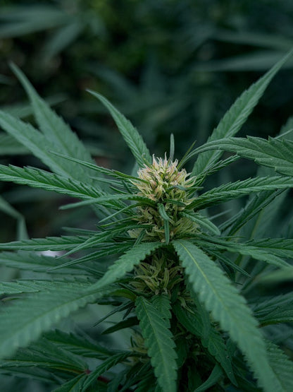 Early Mountain Sour Kush — Peak Genetics | Regular Samen Sammlerobjekt
