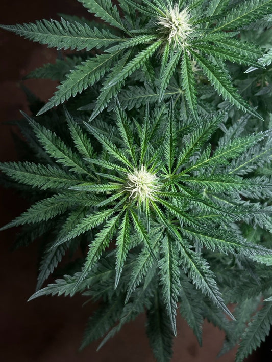 Freak Hunter F3 — Peak Genetics | Regular Samen Sammlerobjekt – Cannabis Samen von Peak Genetics
