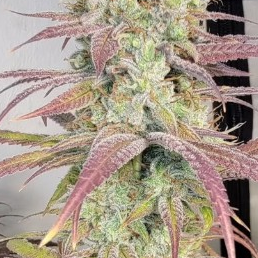 Gas B — Jay Jay Genetics Sammlerobjekt – Cannabis Samen von Jay Jay Genetics