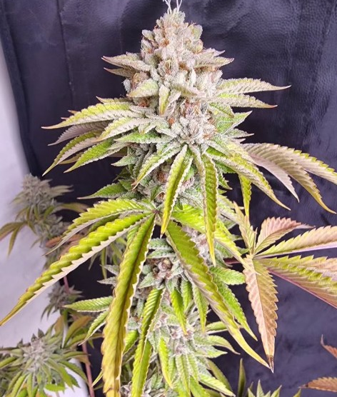 gas queen — Jay Jay Genetics Sammlerobjekt