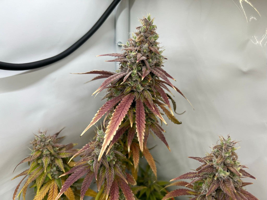 Gasbitch BX2 — Jay Jay Genetics | Regular Samen Sammlerobjekt
