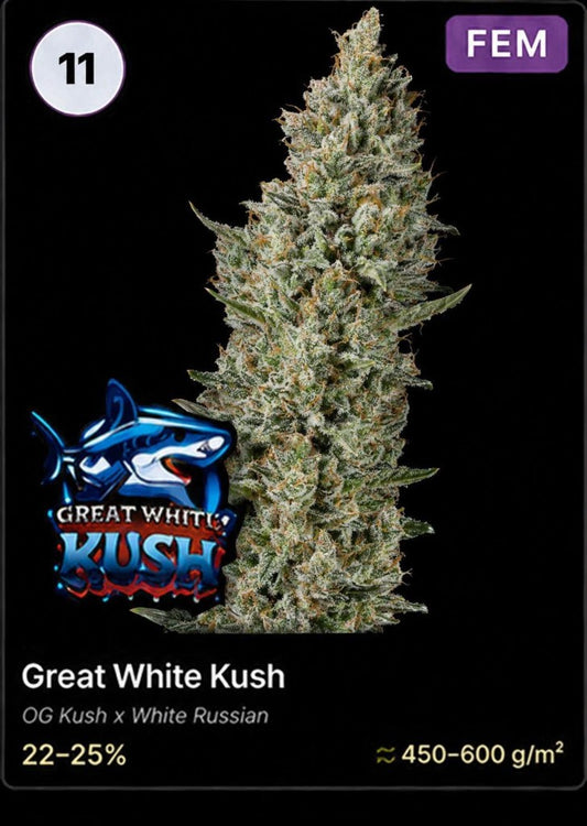 Great White Kush von Holy Jeremaiah Genetics