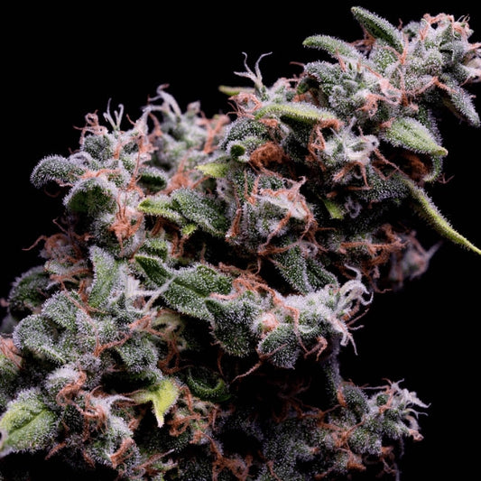 Hazy Kush S1 Feminisierte Samen – Green Bodhi – Green Bodhi | Highdelberg Seeds