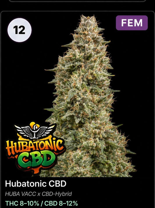 Hubatonic CBD von Holy Jeremaiah Genetics – Cannabis Samen von Huba Seed Bank
