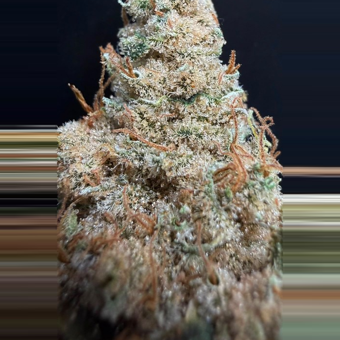 GlueTank — HighRoots Seeds feminisierte Cannabis Samen, Sammlerobjekt KCanG §4