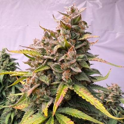 Leim — HighRoots Seeds feminisierte Cannabis Samen, Sammlerobjekt KCanG §4