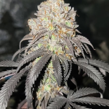 Jay Jay Genetics Sammlerobjekt