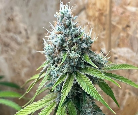 sour queen — Jay Jay Genetics Sammlerobjekt – Cannabis Samen von Jay Jay Genetics