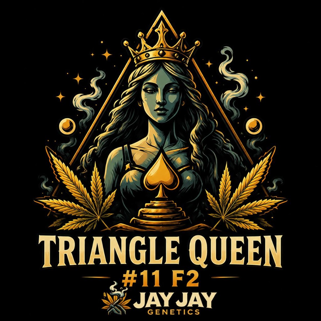 Triangle Queen #11 F2 — Jay Jay Genetics | Regular Samen Sammlerobjekt