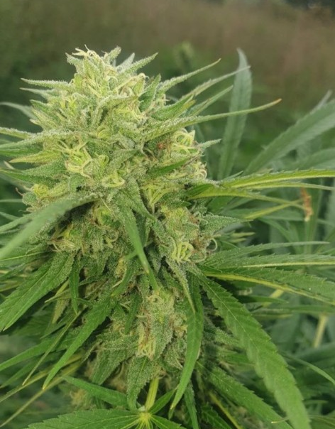 uel ibl — Jay Jay Genetics Sammlerobjekt – Cannabis Samen von Jay Jay Genetics