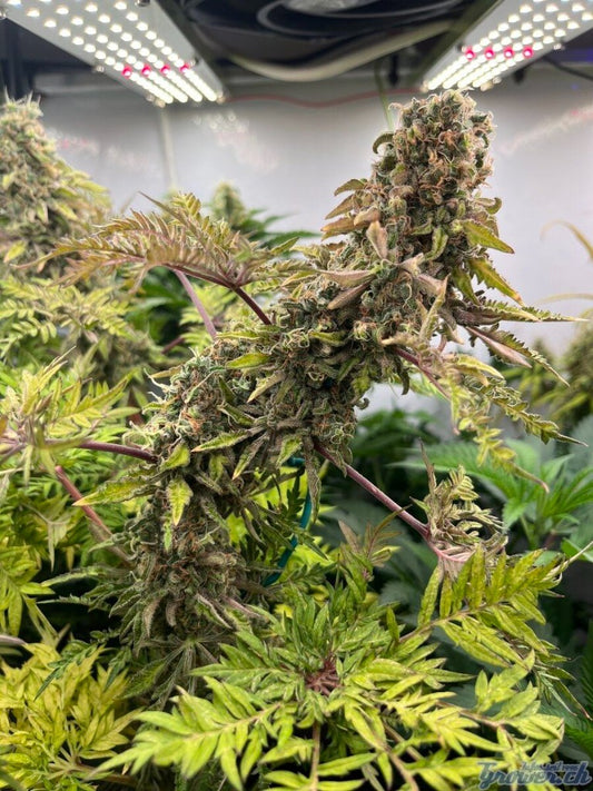 What the Freak S1 — Peak Genetics | Feminisierte Samen Sammlerobjekt – Detailansicht