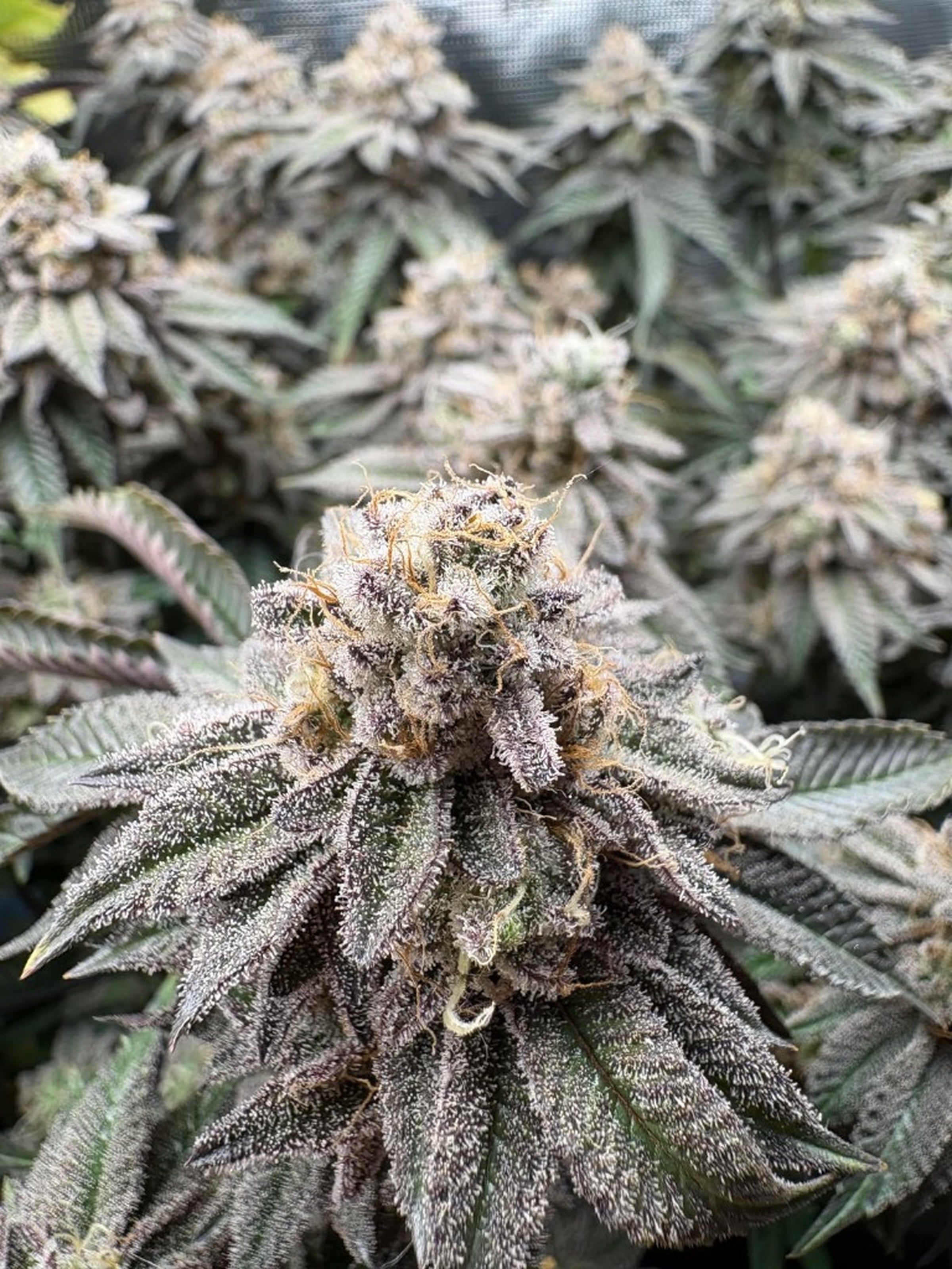 Makroaufnahme einer Harzblüte — Sammlergenetik, Highdelberg Seeds & Co.